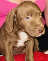 Rocky, a male American Pit Bull Terrier for sale in Uniontown, PA – Photo 3 of 5