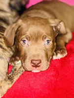 Rocky, a male American Pit Bull Terrier for sale in Uniontown, PA – Photo 1 of 5