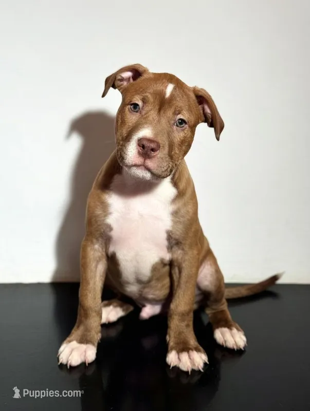 Rusty – American Pit Bull Terrier puppy for sale in Uniontown, PA