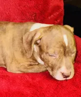 Rusty, a male American Pit Bull Terrier for sale in Uniontown, PA – Photo 6 of 6