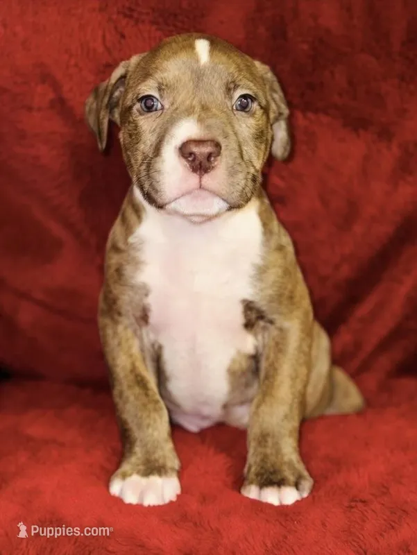 Rusty – American Pit Bull Terrier puppy for sale in Uniontown, PA