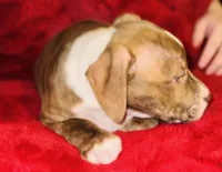 Rusty, a male American Pit Bull Terrier for sale in Uniontown, PA – Photo 5 of 6