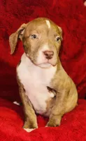 Rusty, a male American Pit Bull Terrier for sale in Uniontown, PA – Photo 2 of 6