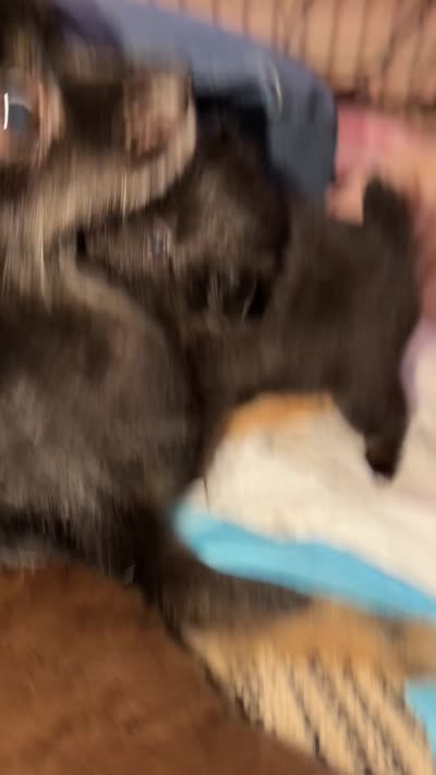 Hermes, a female Pomeranian for sale in Minneapolis, MN – 3 of 4