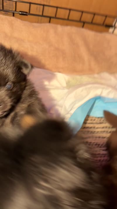 Hermes, a female Pomeranian for sale in Minneapolis, MN – 2 of 4