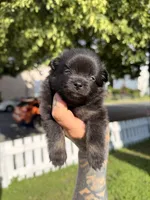 Gabbana, a female Pomeranian for sale in Minneapolis, MN – 2 of 4