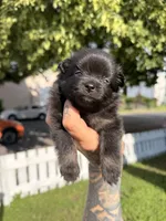 Hermes, a female Pomeranian for sale in Minneapolis, MN – 1 of 4