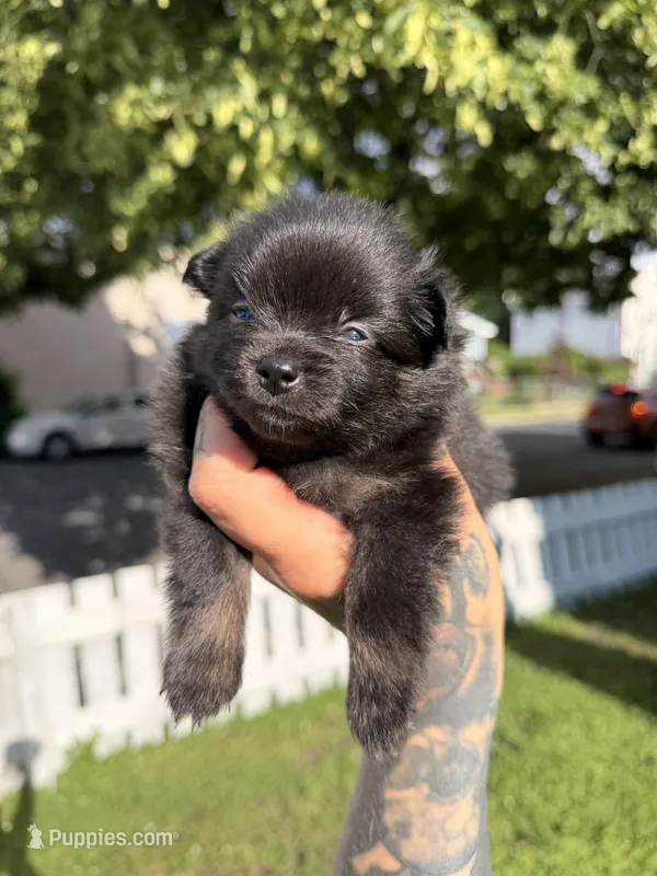 Gabbana – Pomeranian puppy for sale in Minneapolis, MN