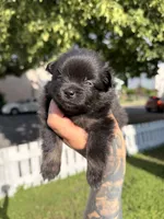Gabbana, a female Pomeranian for sale in Minneapolis, MN – 1 of 4