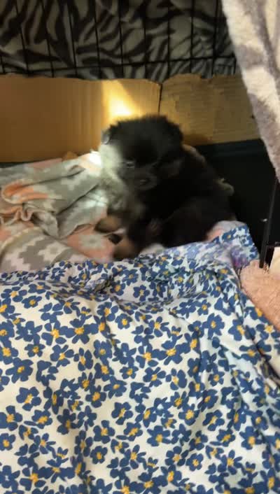 Hermes, a female Pomeranian for sale in Minneapolis, MN – 4 of 4