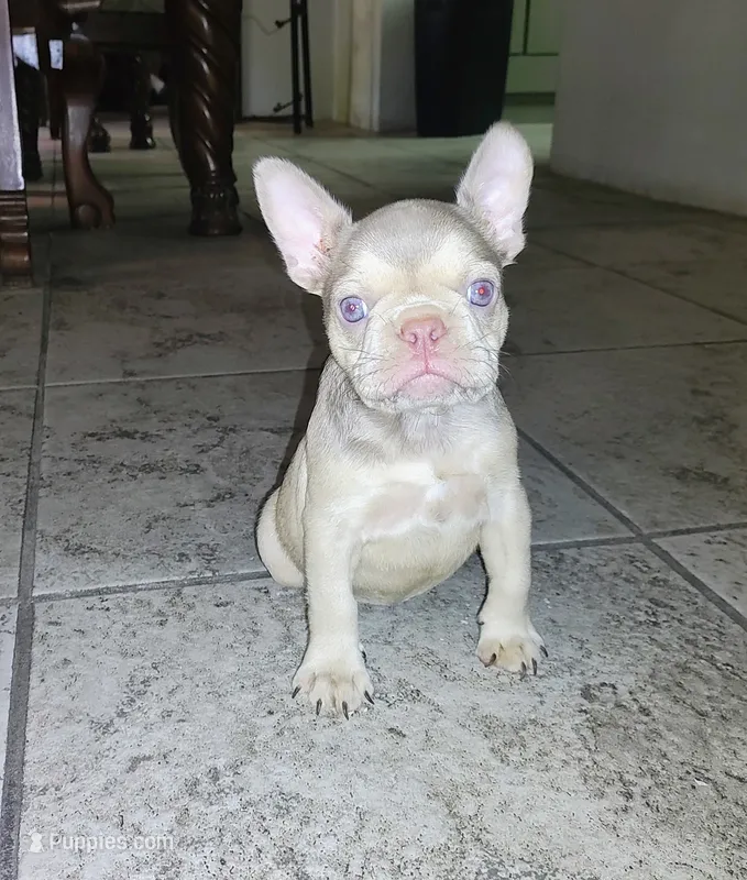 Pita – French Bulldog puppy for sale in Tucson, AZ
