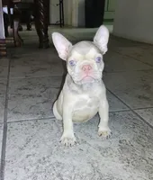 Pita, a female French Bulldog for sale in Tucson, AZ – 1 of 7