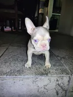 Pita, a female French Bulldog for sale in Tucson, AZ – 4 of 7