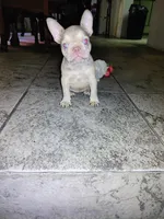 Pita, a female French Bulldog for sale in Tucson, AZ – 5 of 7