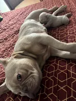 Pita, a female French Bulldog for sale in Tucson, AZ – 4 of 5