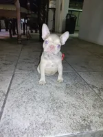 Pita, a female French Bulldog for sale in Tucson, AZ – 3 of 7
