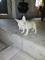 Pita, a female French Bulldog for sale in Tucson, AZ – 6 of 7