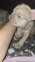 Pita, a female French Bulldog for sale in Tucson, AZ – 3 of 5