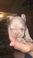 Pita, a female French Bulldog for sale in Tucson, AZ – 2 of 5