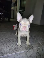 Pita, a female French Bulldog for sale in Tucson, AZ – 2 of 7