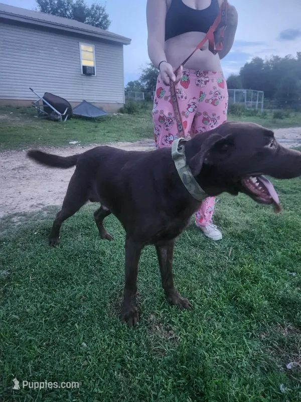 Bear – Labrador Retriever puppy for sale in Boonville, IN