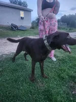 Bear, a male Labrador Retriever for sale in Boonville, IN – 1 of 3