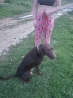 Bear, a male Labrador Retriever for sale in Boonville, IN – 3 of 3