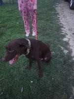 Bear, a male Labrador Retriever for sale in Boonville, IN – 2 of 3