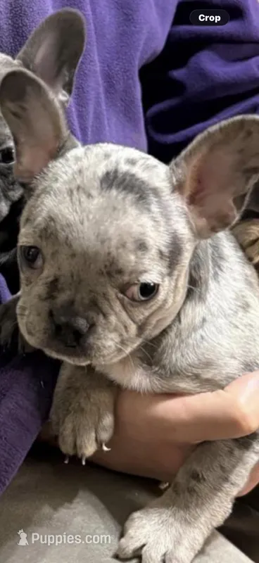 Merle blue – French Bulldog puppy for sale in Jacksonville, FL