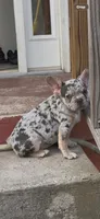 Merle boy , a male French Bulldog for sale in Jacksonville, FL – Photo 4 of 4