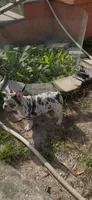Merle boy , a male French Bulldog for sale in Jacksonville, FL – Photo 3 of 4