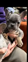 Blue, a female French Bulldog for sale in Jacksonville, FL – Photo 1 of 2
