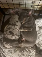 Blue, a female French Bulldog for sale in Jacksonville, FL – Photo 2 of 2