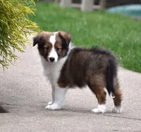 Baxter, a male Shetland Sheepdog for sale in Howard, OH – Photo 2 of 4