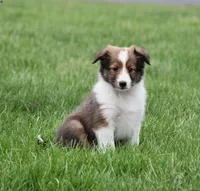 Baxter, a male Shetland Sheepdog for sale in Howard, OH – Photo 4 of 4