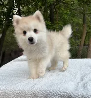 Henry , a male Pomsky for sale in Framingham, MA – 6 of 6