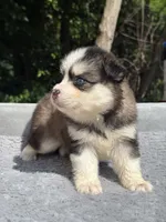 Coco, a female Pomsky for sale in Framingham, MA – 3 of 5