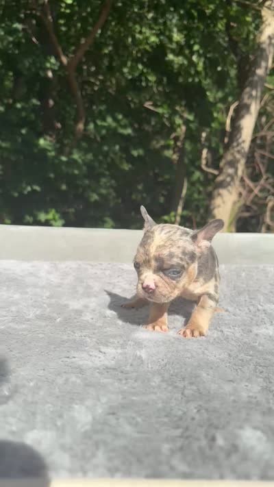 Mimosa, a female French Bulldog for sale in Framingham, MA – 7 of 7