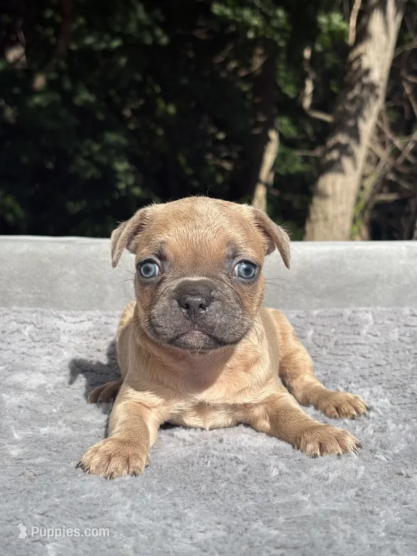 Canelo – French Bulldog puppy for sale in Framingham, MA