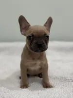 Canelo, a male French Bulldog for sale in Framingham, MA – 2 of 7