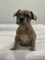 Nutella, a female French Bulldog for sale in Framingham, MA – 3 of 7