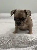 Nutella, a female French Bulldog for sale in Framingham, MA – 6 of 7