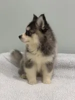 Nova, a female Pomsky for sale in Framingham, MA – 3 of 7