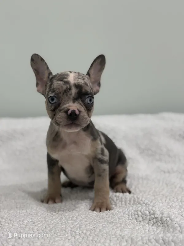 Mimosa – French Bulldog puppy for sale in Framingham, MA