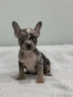 Mimosa, a female French Bulldog for sale in Framingham, MA – 1 of 6