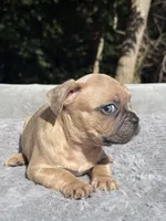 Canelo, a male French Bulldog for sale in Framingham, MA – 6 of 7