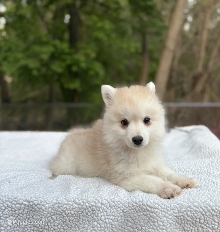 Henry , a male Pomsky for sale in Framingham, MA – 1 of 6