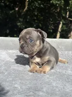 Trinity , a female French Bulldog for sale in Framingham, MA – 3 of 7