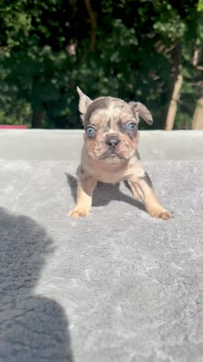Athena, a female French Bulldog for sale in Framingham, MA – 5 of 5