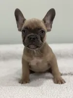 Peaches, a female French Bulldog for sale in Framingham, MA – 1 of 6